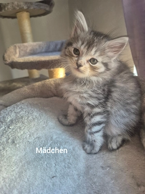 Mainecoon EHK Mix