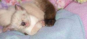 16 Wochen junge reinrassige Siam-Thai Kitten suchen liebevolles Zuhause auf Lebenszeit 