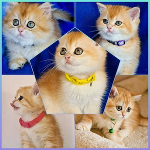 Bkh Kitten mit Stammbaum 