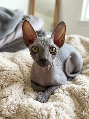 Sphynx Kitten Kater 10 Wochen einzigartig 