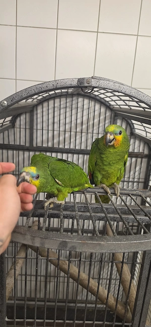 Venezuelaamazonen Handzahm 