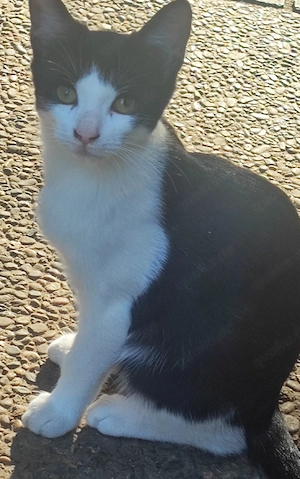 Katzen Kater