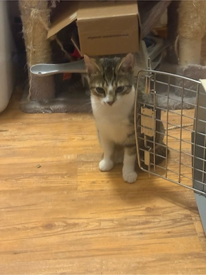 DRINGEND   liebevolle 5 Monate alte Katze sucht ein Zuhause 
