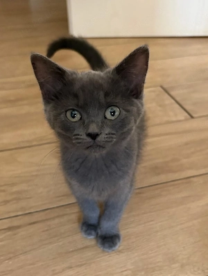 Bkh-Ragdoll mix