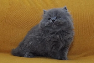 Perserkitten