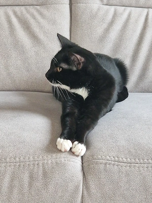Katzenbaby in liebevolle Hände abzugeben 