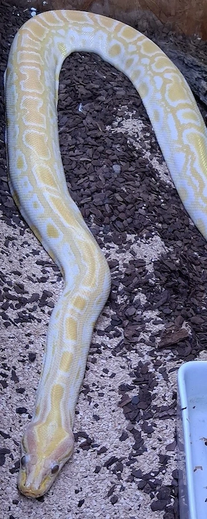 Albino Tigerpython Männchen 