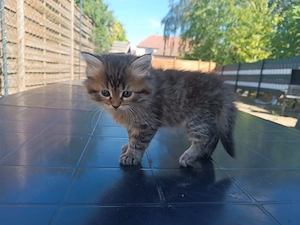   Zwei zauberhafte BKH-Kitten suchen noch ihr Herzenszuhause   