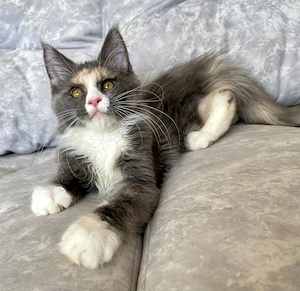 Wunderschöner grau-weißer Langhaar-Kater sucht liebevolles Zuhause