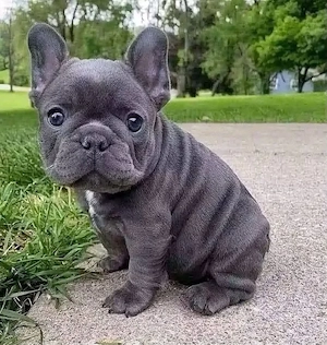 Exklusive und seltene blaue Französische Bulldoggen-Welpen mit blauen Augen