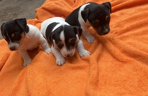 Jack Russel Terrier Welpen 
