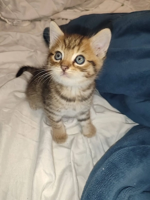 Tiger Süßer Baby Käterchen sucht ein liebevolles Zuhause