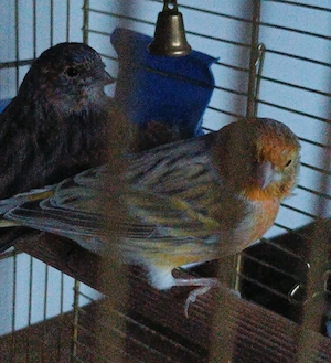 Kanarien Kanarienvögel Kanarienvogel Paar Pärchen Vögel und Käfig 