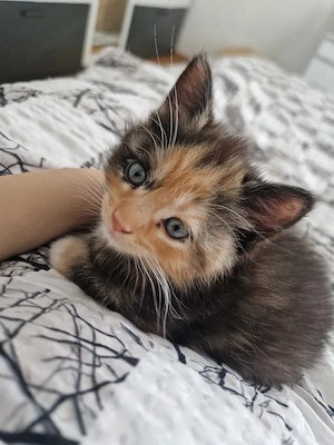 Britische Katzen 