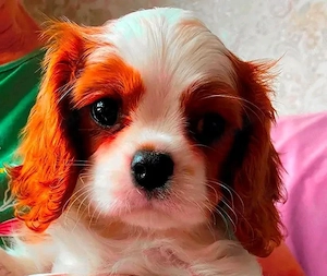 Cavalier King Charles Spaniel Welpen suchen ein liebevolles Zuhause!