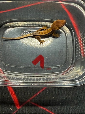 Rhacodactylus ciliatus