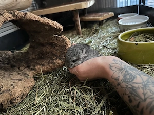 4 handzahme (handaufzucht) Chinchilla-Jungs suchen BALD ein liebevolles Zuhause auf Lebenszeit!     