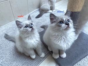reinraissige Ragdollkitten mit Gesundheitszeugnis, abgabebereit 