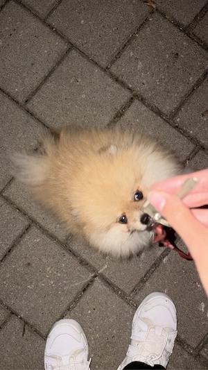 Pomeranian Welpe