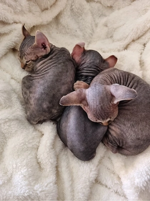 Wunderschöne Sphynx Kitten mit Schnurrhaaren Stammbaum