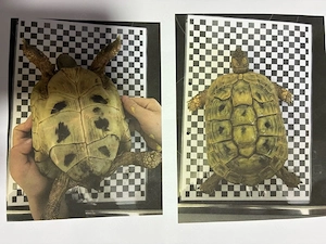 Griechische Landschildkröte entlaufen