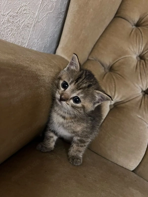 Baby katze zu verkaufen 