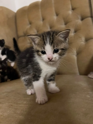 Baby katze zu verkaufen 