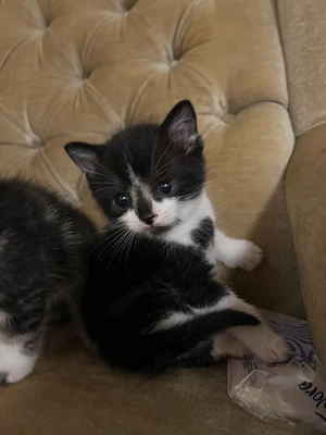 Baby katze zu verkaufen 
