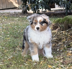 Mini Aussie Welpen Miniatur Australian Shepherd Welpen Welpe