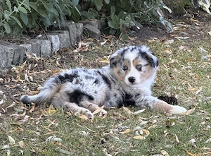 Mini Aussie Welpen Miniatur Australian Shepherd Welpen Welpe