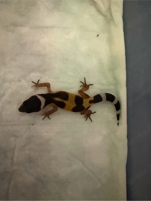 Leopardgecko Nachzucht