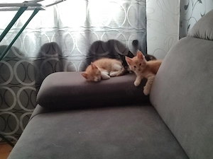 maine coon kater