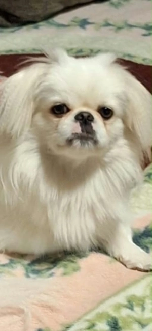 Pekinesen Männchen "Balou" 3 Jahre Alt