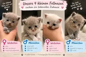    4 süße BKH-Kätzchen suchen liebevolles Für-Immer-Zuhause   