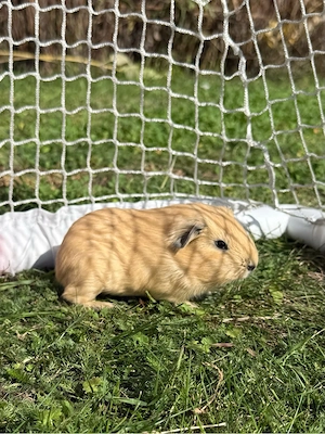 California Meerschweinchen Bock