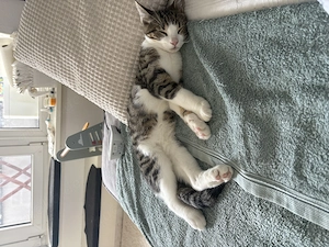 Verkaufe ein Kater 