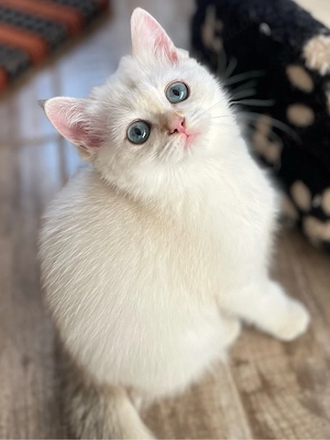 bkh kitten komplett geimft