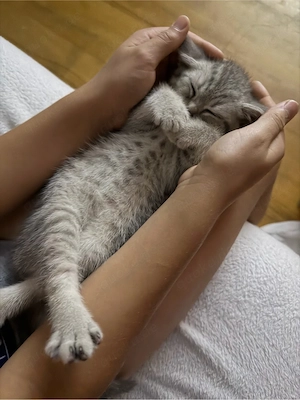 Katzenbabys suchen ein liebevolles Zuhause