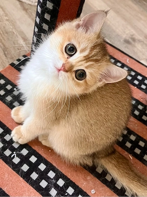 bkh kitten Golden Shaded mit grünen Augen