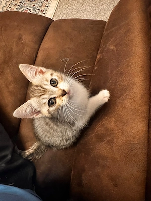 Baby Katze 