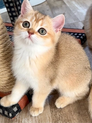 Bkh Kitten komplett geimpft ABHOLBEREİT (golden shaded ,golden point) 