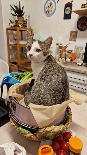 Junge Katzen abzugeben, Marius und Mila