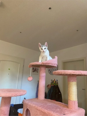 Unsere 4 süßen Katzenbabys suchen ein liebevolles Zuhause!