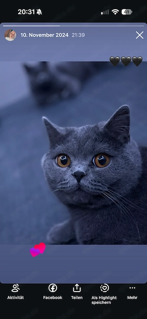  BKH Kater in Blau sucht liebevolles Zuhause 