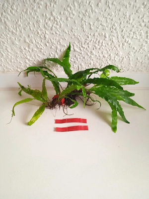 Javafarn (Microsorum pteropus) ca. 10 x 20 cm