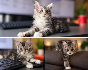 Maincoon  sucht zu Hause 