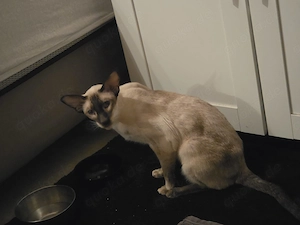 Siamese Kater umständehalber abzugeben