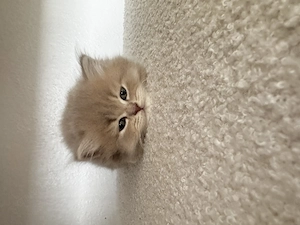 Wunderschöne BKH BLH Kitten 