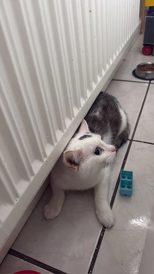 lilly sucht ein neues zuhause