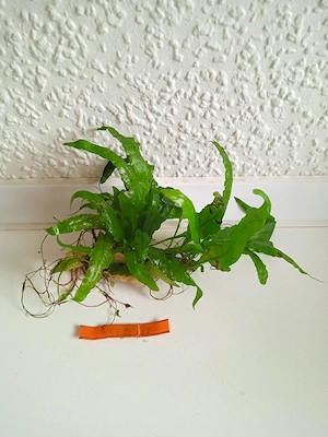Javafarn (Microsorum pteropus) ca. 10 x 13 cm